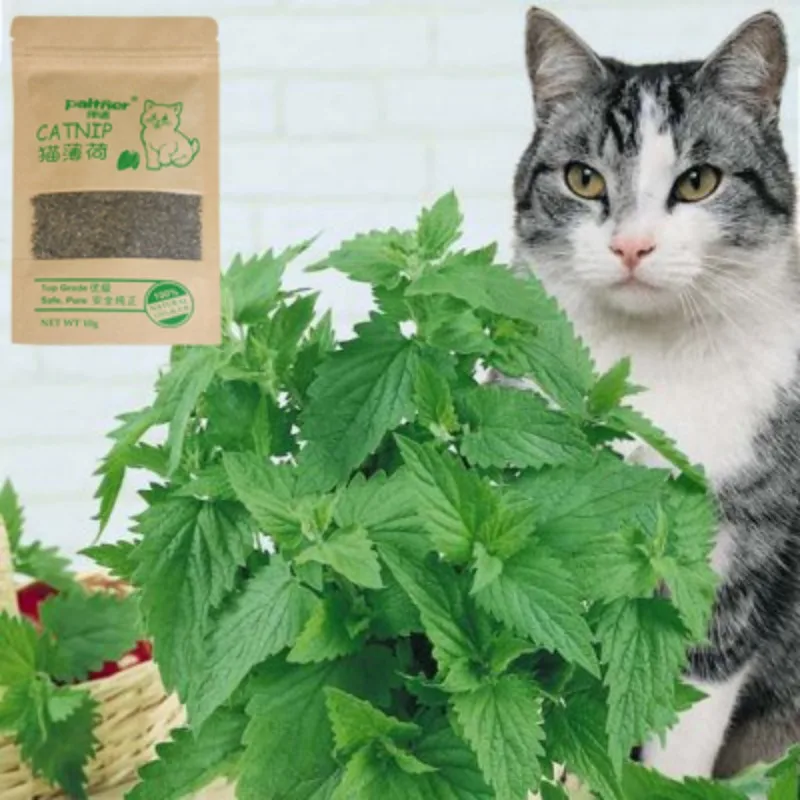 Premium Catnip For Cats 100% Natural Cat Nip Bulk 10g Catmint Menthol Flavor Non-Toxic Healthy Cat Treats Accessories For Pets