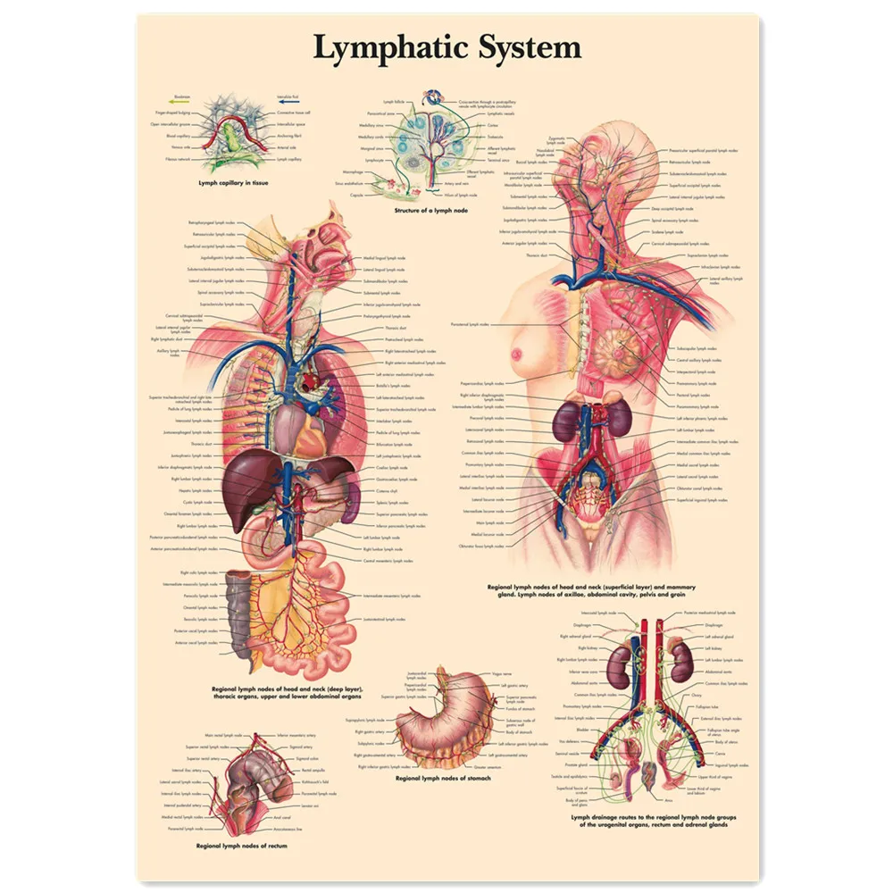 Lymphatic System Vintage Medical Posters and Prints Human Anatomy Wall Art Painting Wall Chart Hospital Clinic Room Home Decor