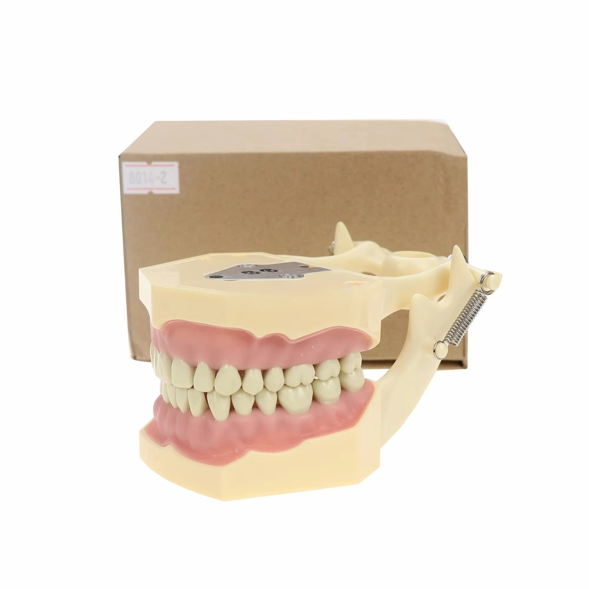 High-quality Dentals Tooth Model Standard Model 28 Screw Teeth Demonstration Teaching Equipment
