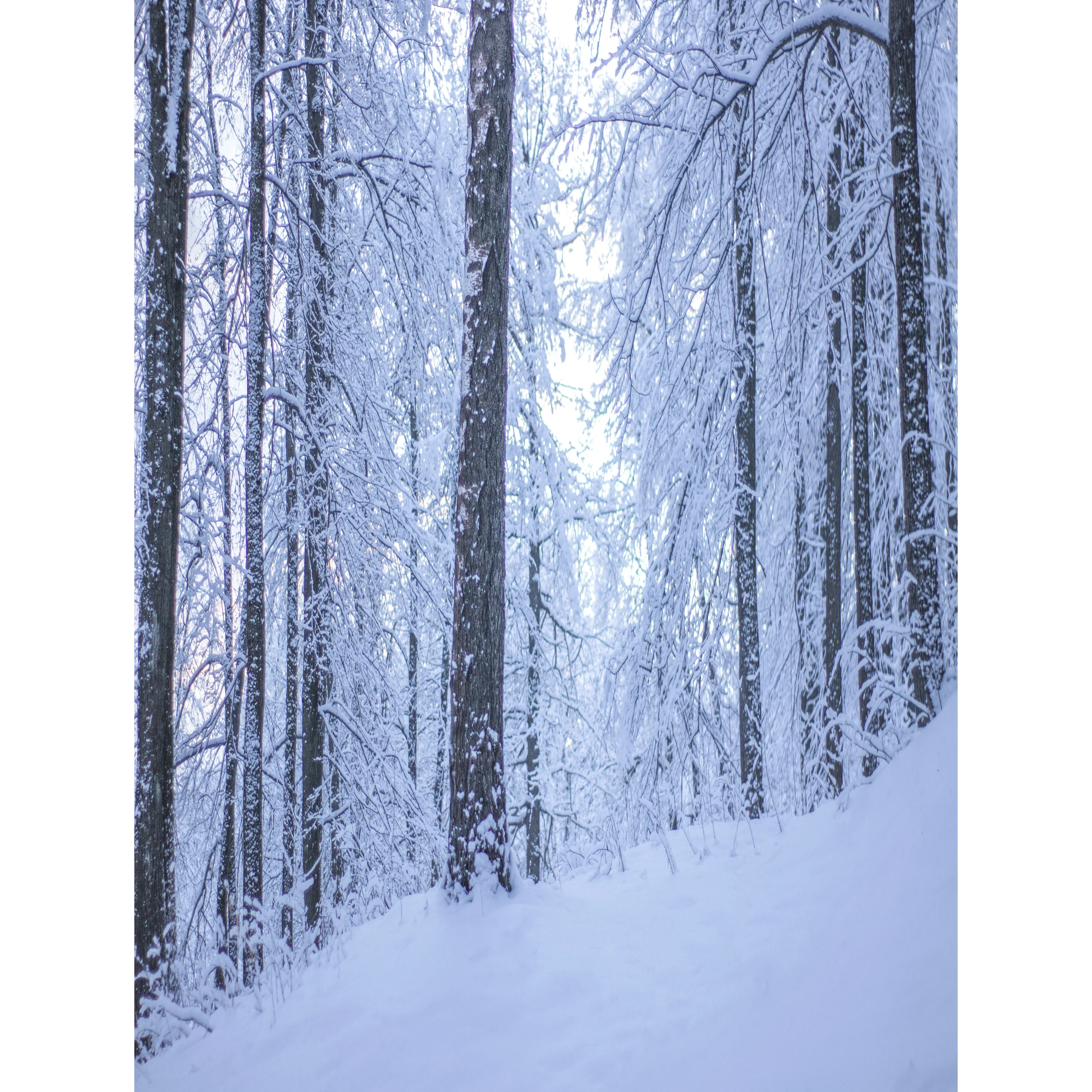 Winter Forest Fotografia Cenário, Snowcovered Road, Paisagem Snowflakes, Spruce Árvores, Photo Background, XD-18