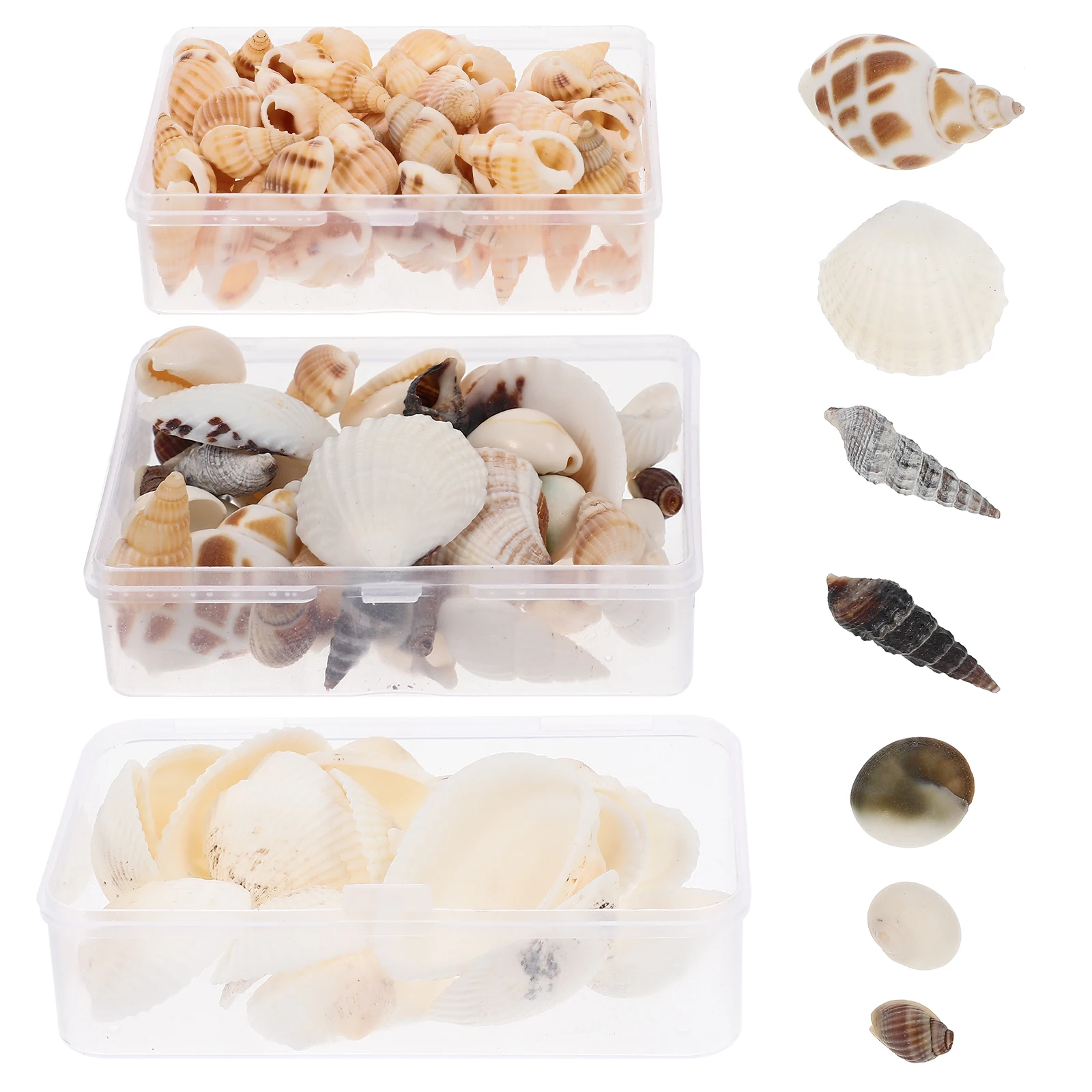 

Natural Shell naments Mini Seashells for Crafts Decorations Jewelry Making Gifts Seashells Craft Accessories