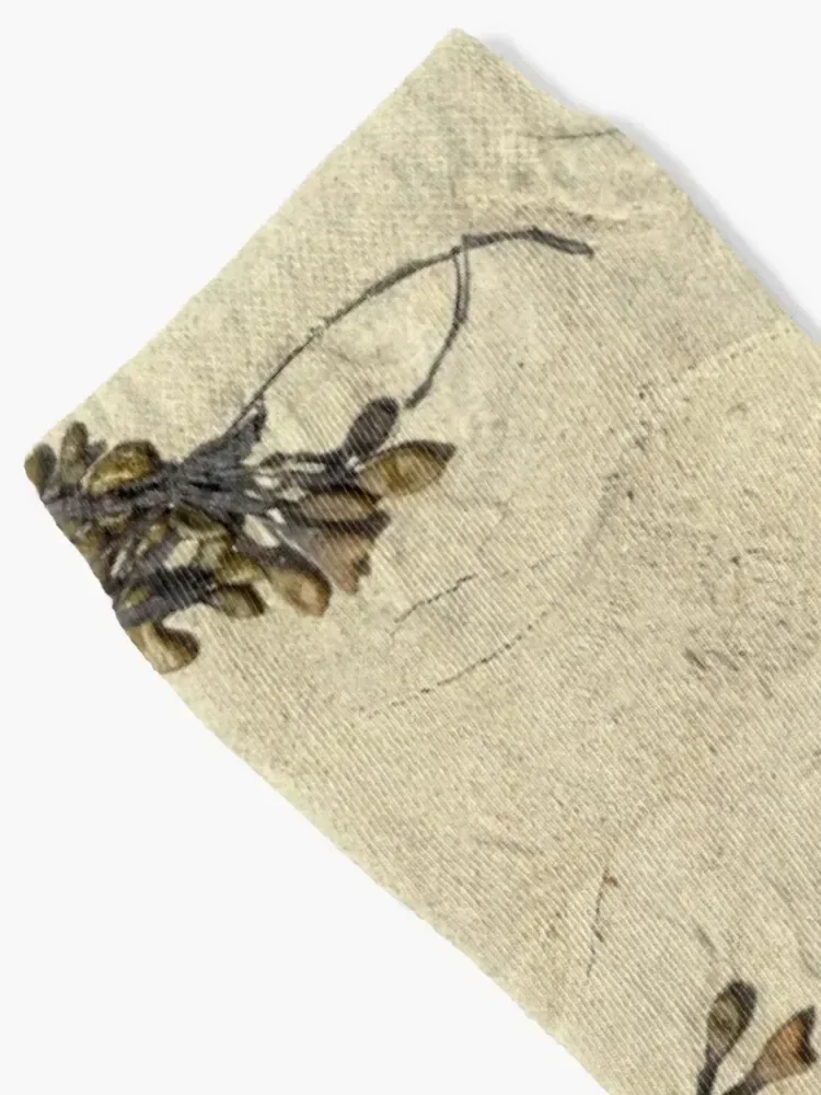 Fucus Spiralis Seaweed Socks Sports new year funny gift designer Socks Ladies Men's