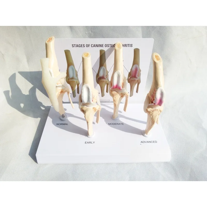

Veterinaire Canine Artrose 4-Stage Hond Knie Canine/Hond 4 Stage Knie Artritis Anatomie Anatomisch Model Skeleton