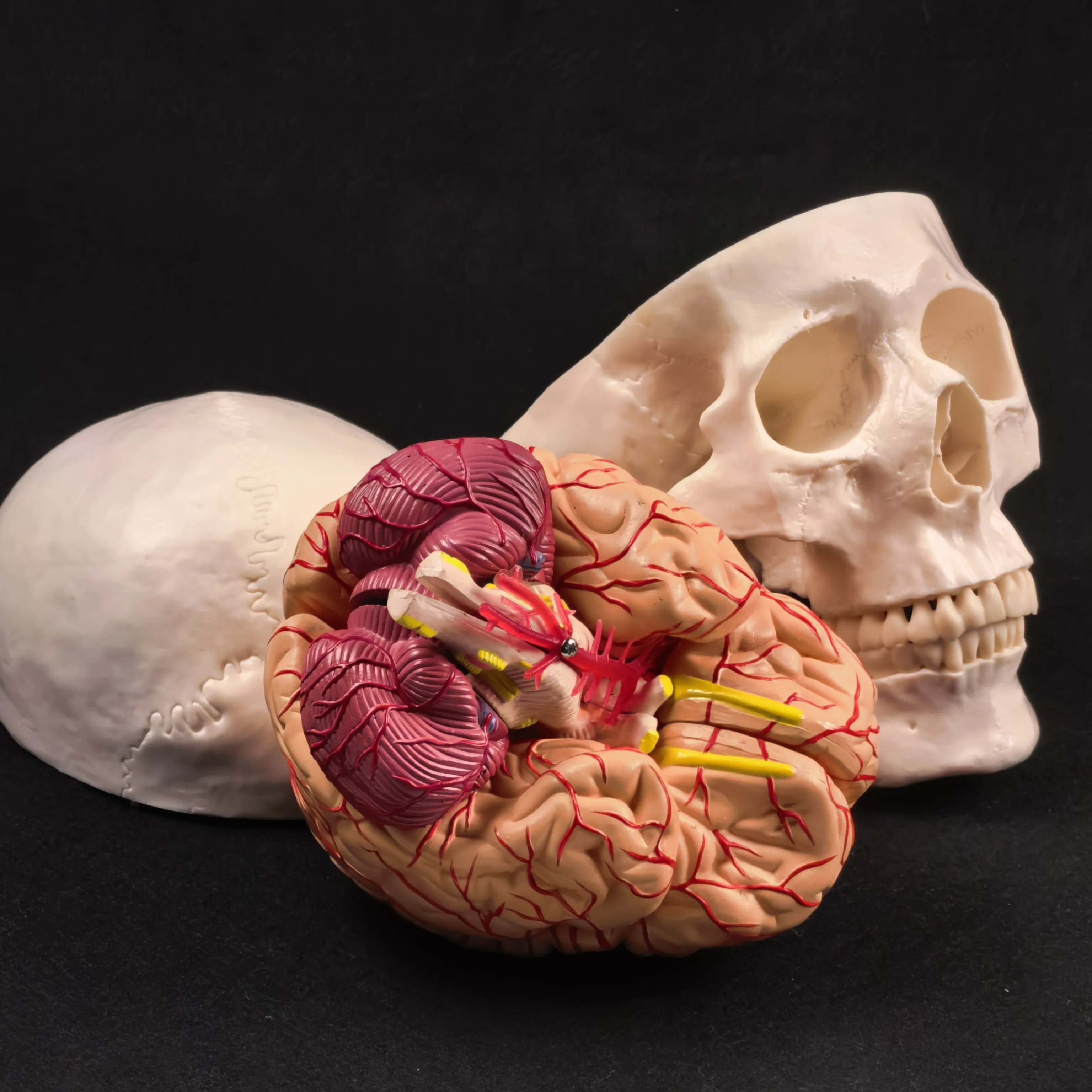 PVC حجم الحياة الجمجمة البشرية 3 أجزاء مع الدماغ 8 أجزاء نموذج مرقم للدراسة الطبية