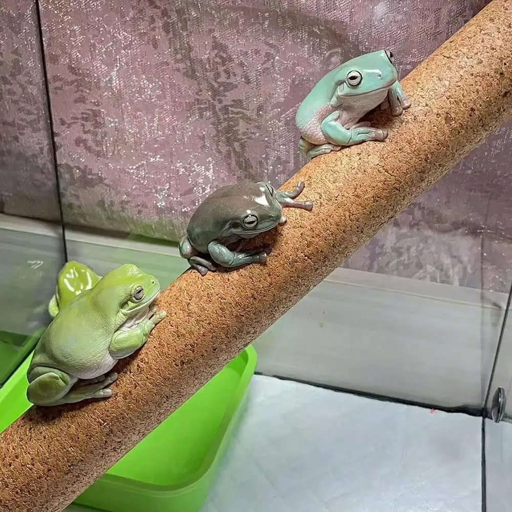 1 Pieza de Accesorio, Color y Estilo Enviados al Azar, Adecuado para Reptiles y Anfibios, Palo para Trepar Árboles, Palo para Trepar Corcho, Gecko de Pestañas, Gecko Gigante, Palo para Paisajismo de Cajas de Cría de Mascotas, Palo para Trepar Árboles para