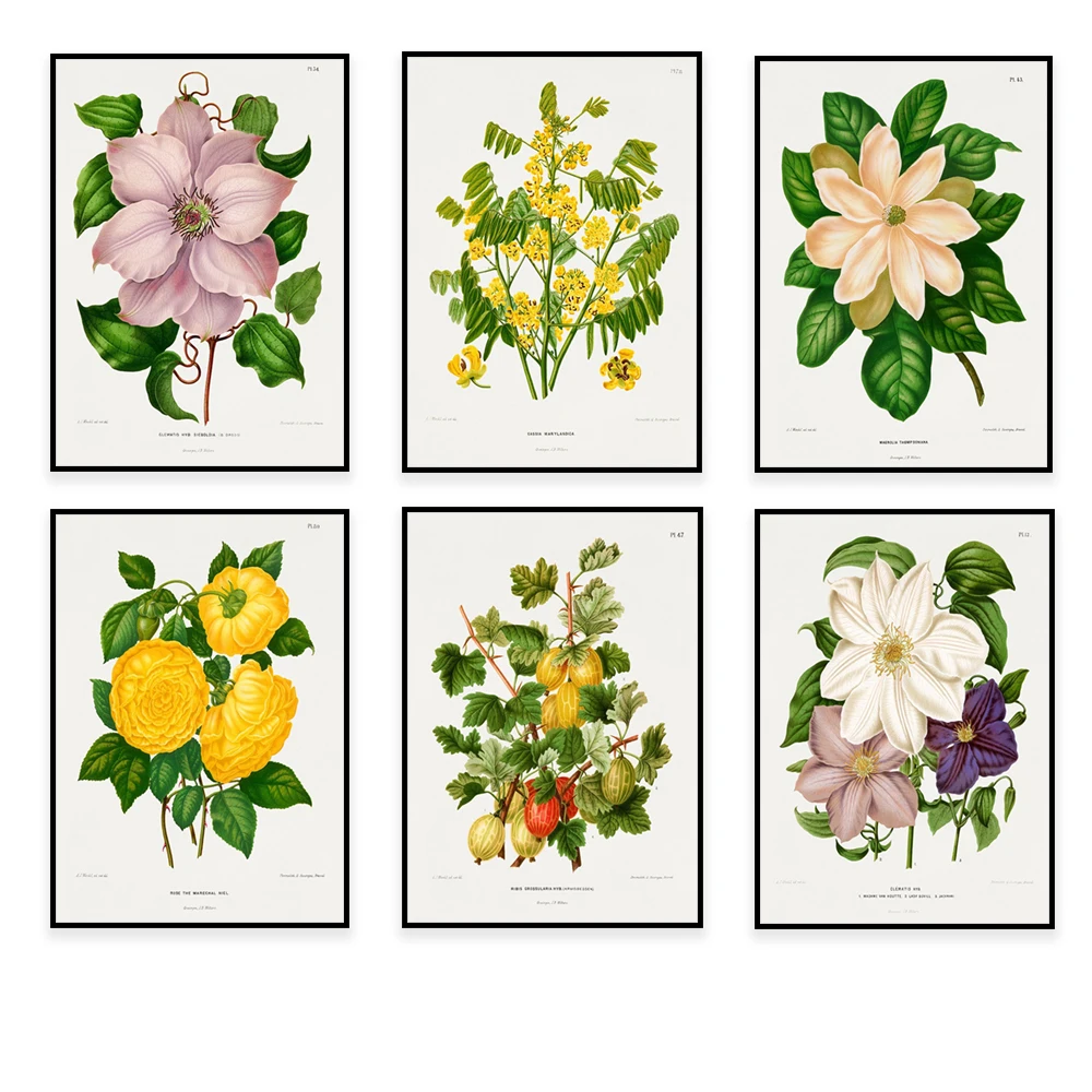 Abraham Jacobs Wendell Botanical Illustrator Poster, Rhododendron Hybrid, Hibiscus Flower, Pomona Netherlands Botanical Garden