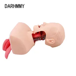 DARHMMY Advanced Human Tracheal Intubation Training Model，Endotracheal Intubation Model，Human Intubation Skill Training Model