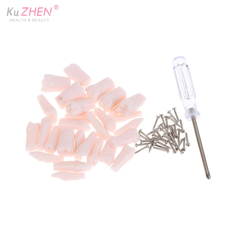 28 قطعة كامل الفم الأسنان Typodont الأسنان استبدال انفصال المسمار في الأسنان القياسية لتدريس إعداد طب الأسنان