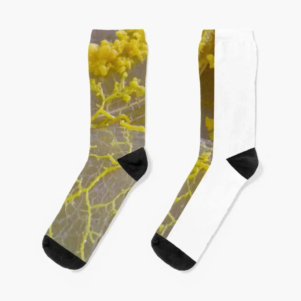 

Slime Mould, Physarum polycephalum. Weird Biology, Life Science. Socks Stockings compression summer funny gift Boy Socks Women's