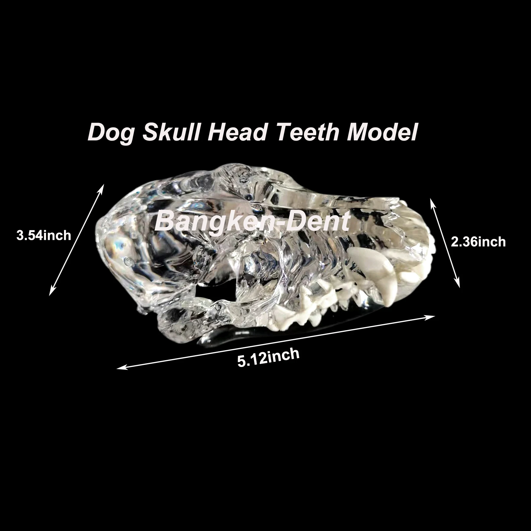 Dental Dog Teeth Model Full Skull Head Clear Pet Anatomical Tooth Jaw Canine Veterinary Education Decoration Demonstrate