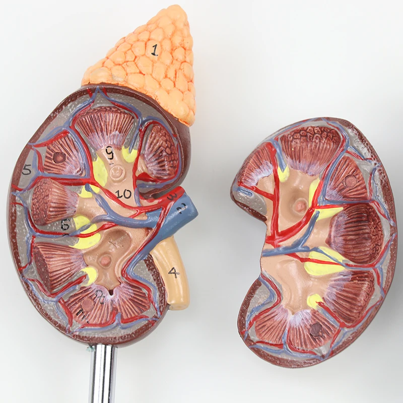 Life-Size Kidney Model, 2 Parts Internal Structure A Normal Kidney Human Anatomy Replica for Doctors Office Educational Tool