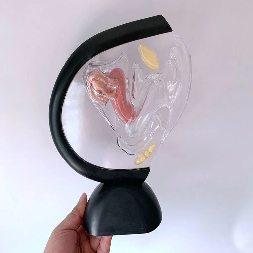 

Transparent Uterus Model Medical Women Organ Structure Teaching Tool Models Human Training Dropshipping Wholesale