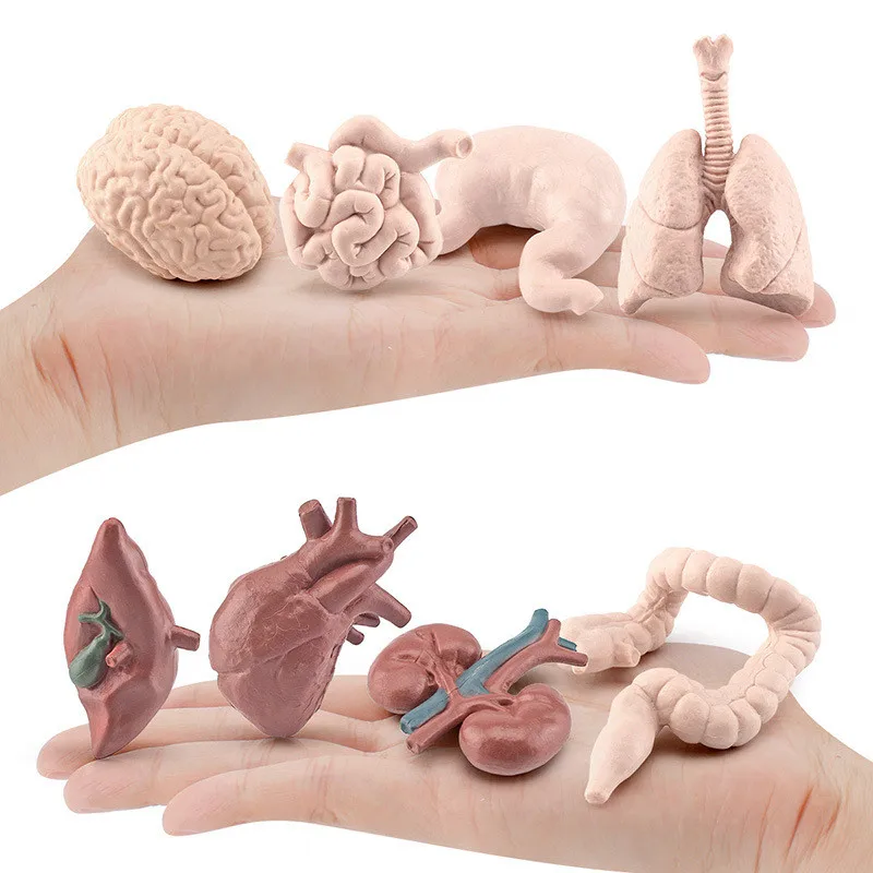 Miniatura Órgãos Anatômicos para Crianças, Simulação Tronco Humano, Órgão Corporal, Cérebro e Coração, Ferramenta de Ensino Científico, Brinquedo Cognitivo Montessori