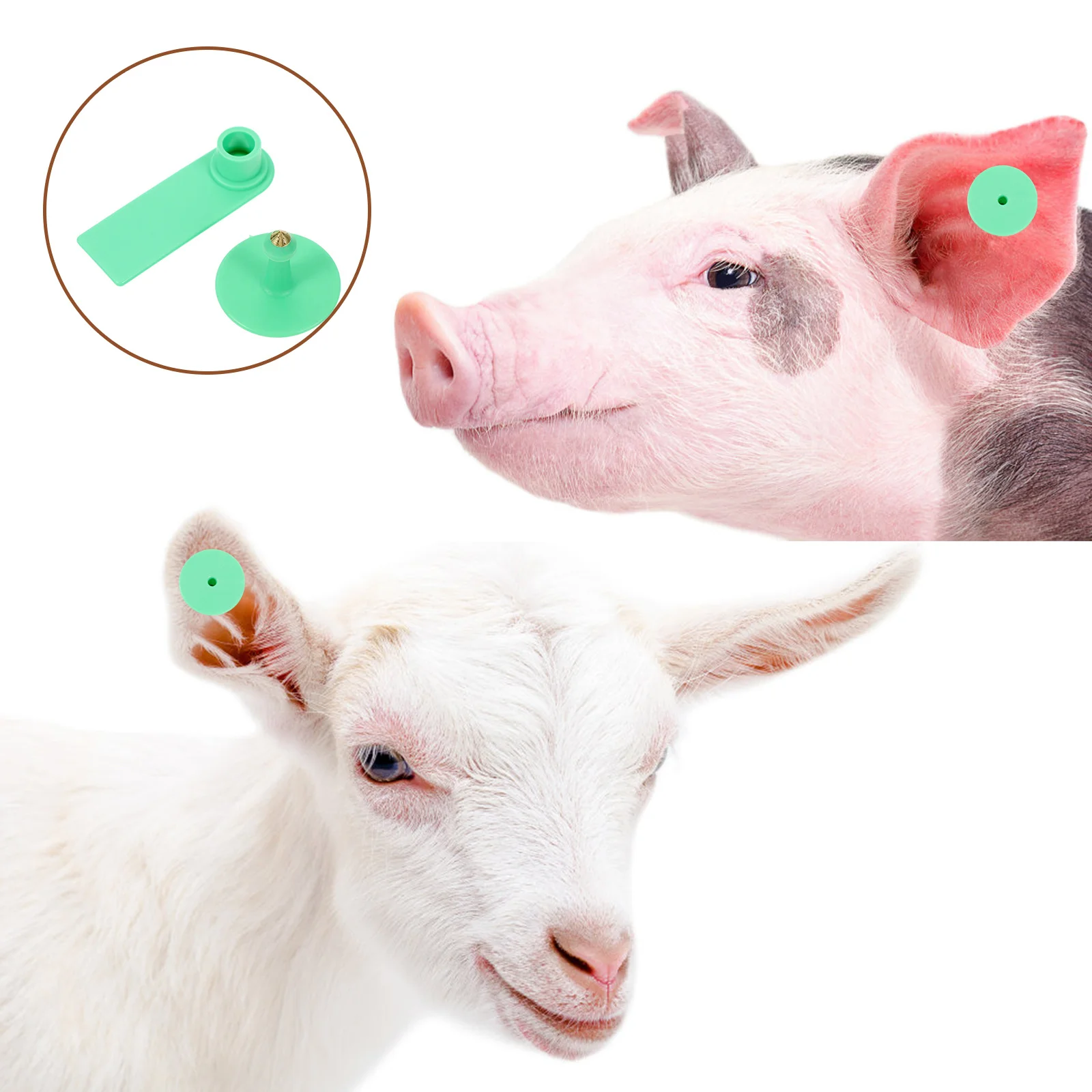 

100Sets Livestock Ear Tags Blank Identification Tags for Sheep Cattle Pig Cow Animal Tracking Weather Resistant Labels
