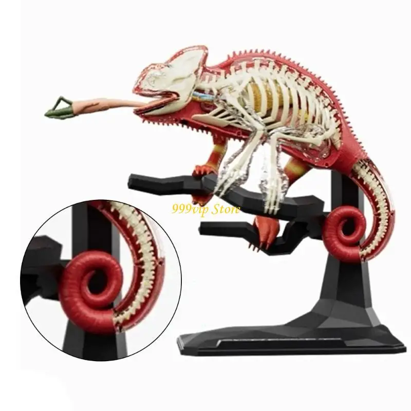 

C90C Organ Model Kid Ранняя обучающая игрушка, модель анатомии ящериц