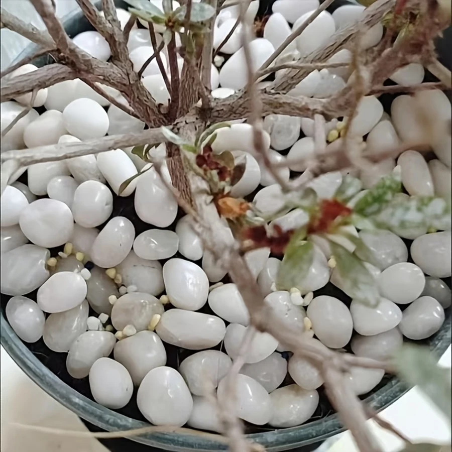 300/600g Polished White Pebble Stones, River Rock Gravel for Plant Pot Top Dressing, Garden Landscaping & Indoor Vase Filler XJM view 4