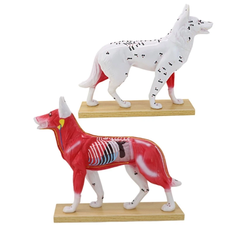 

Q6PA Animal Acupuncture Model with Meridian Points Canine And Feline Anatomy Model Veterinary Training Tool for Classroom