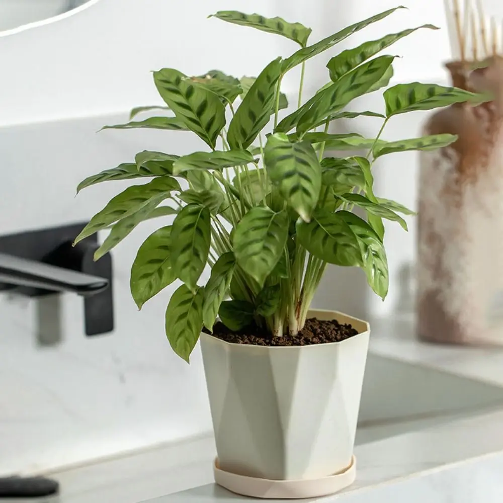 

3 Set Fashion Round Indoor Flowerpots Resin Nordic Succulents Pot Breathable Hole with Tray Gardening Pots Potted Plants
