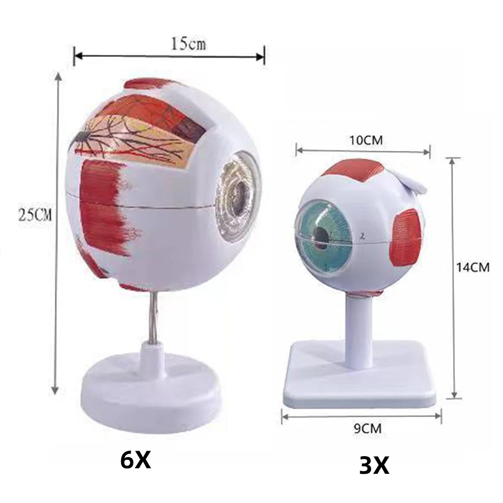 Modelo de Anatomia do Globo Ocular Órgãos Humanos, Ensinando Prop, 6X 3X Estudo do Olho Humano