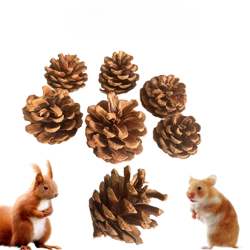 Natural Pine Cone Decoration  Supplies Pet Molar Pine Cone Rabbit Squirrel Hamster Chinchilla Parrots Relieving Stuffy Toys