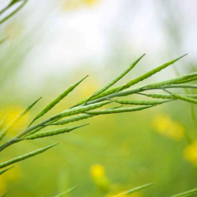 1.9" Metal Beadlock Wheels Rims w/Tornado Holes -Premium for 1/10 RC Crawler -Fits Axial RC4WD SCX10,  TRX4/6