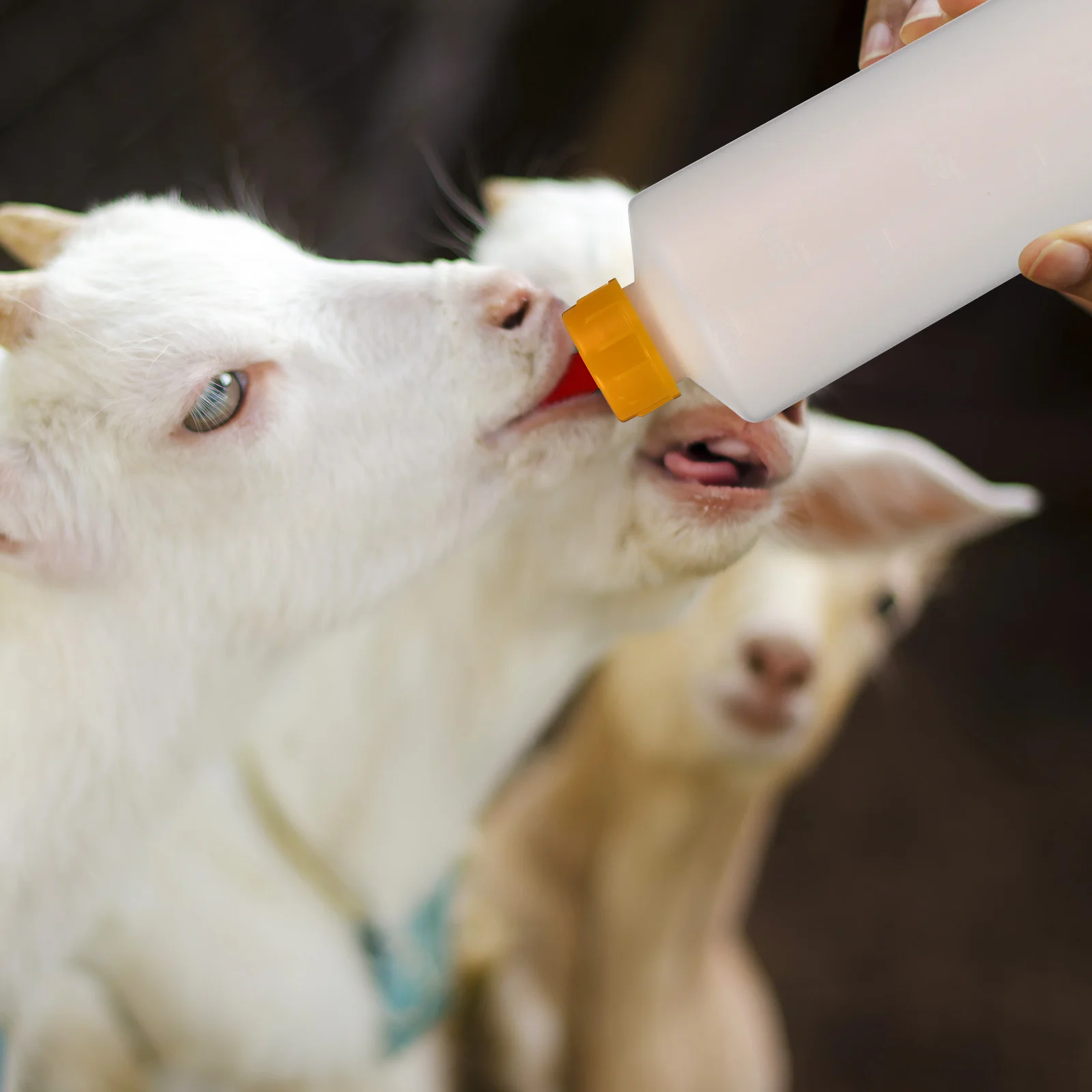 Lampu pemberi makan domba, botol susu peternakan kambing, dot bayi, lampu puting hewan