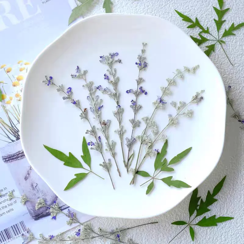 Vitex agnus-castus L-marcapáginas de resina epoxi, caja de teléfono, lámpara de maquillaje, pegatina decorativa, 100 piezas