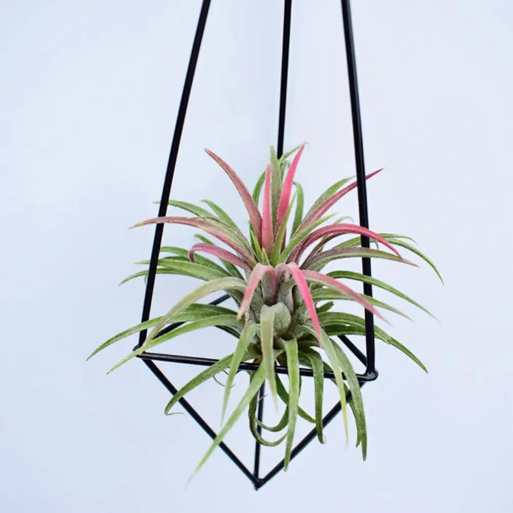 Practical Rust-proof Easy to Install Iron Unique Hanging Air Plant Holder Tillandsia Planter Air Plant Holder Decorative