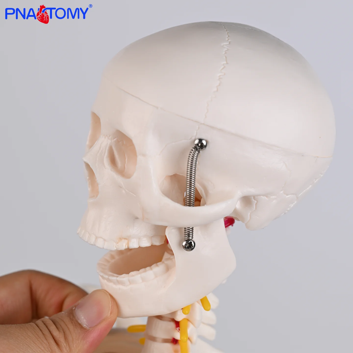 

85cm Human Skeleton with Neural Model Movable and Detachable Skeleton