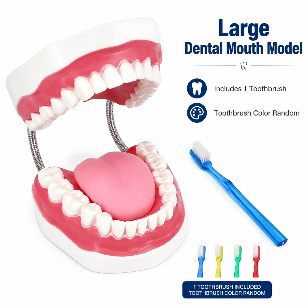 large-dental-teeth-mouth-model-with-toothbrush-open-close-oral-hygiene-brushing-teaching-aid-for-kids-classroom