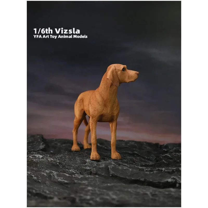 

YFA 1/6 Scale Simulated Resin Dog Hungary Vizsla Pet Animal Model for 12" Action Figures Accessories Car Ornaments