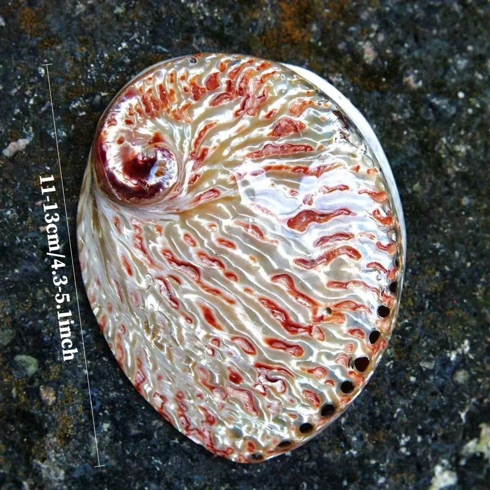 وعاء صدفة أذن البحر الأحمر البوهيمي مقاس 4-5 بوصة، ديكور صدف مصقول للمنزل، زينة الزفاف وديكور الشاطئ