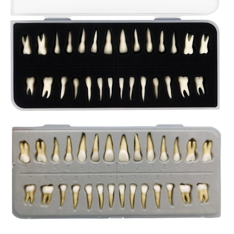 

28Pcs Dental Permanent Teeth Model Simulation 1: 1 Isolated Tooth Model with Root Standard Adult Anatomical Teaching Mold