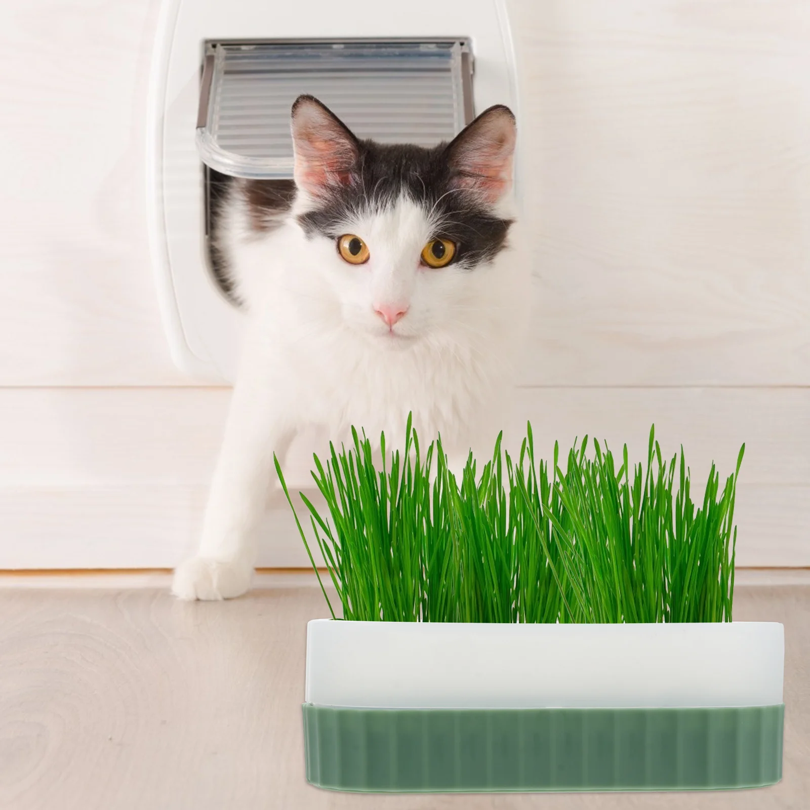 1 Juego de Kit de hierba para gatos, caja de plantación hidropónica Retro, caja de plástico para vivero de cultivo sin suelo, suministros para gatos, herramienta de jardín, hierba para mascotas