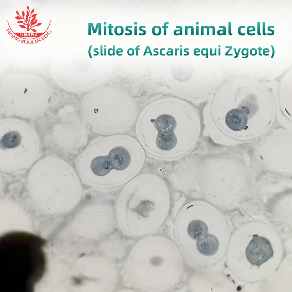 Prepared Slides Transverse Section of Uterus of Ascaris Euqi (Centrosomes)Cell Mitosis Slide Clearly for Animal Genetics Biology