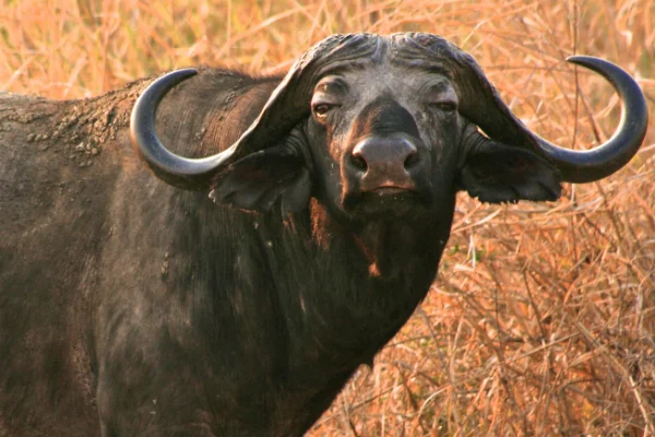 

MN MODEL 1/12 MN82T LC79 MN82S MN82Pro MN82 RC Car Metal Upgrade Full Kit Set Spare Parts