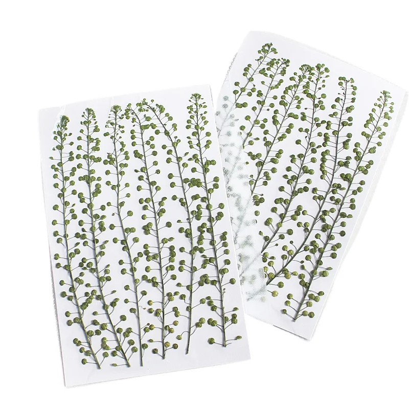 ดอกหญ้ากรีนเบลล์สีธรรมชาติ แห้งแบบกด สำหรับงาน DIY งานฝีมือ กรอบรูป ที่คั่นหนังสือ เครื่องประดับเรซิ่น และงาน Scrapbooking