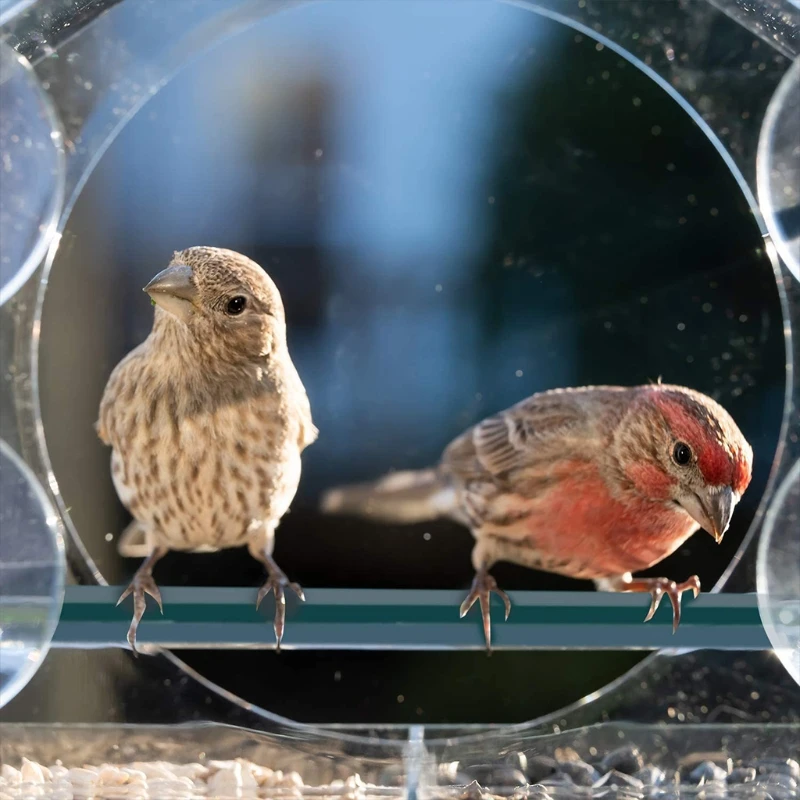 Clear Acrylic Bird Feeder with Strong Window Suction Cups Removable Seed Tray Large Outdoor Bird Feeder for Wild Birds Dropship