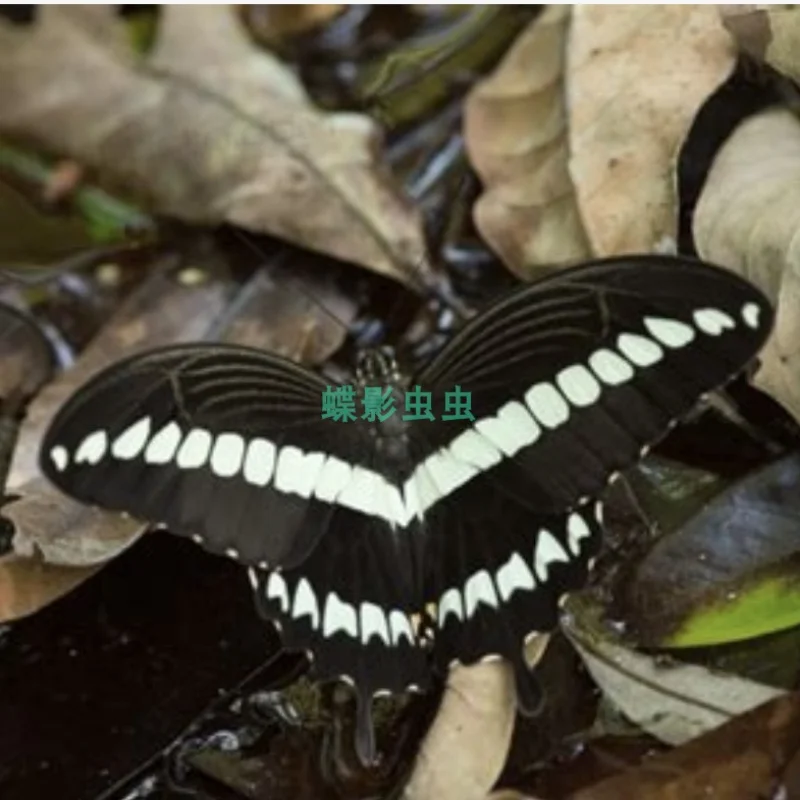 Papilio gigon butterfly specimen home decoration DIY handicraft hobby collection teaching research home decoration accessories