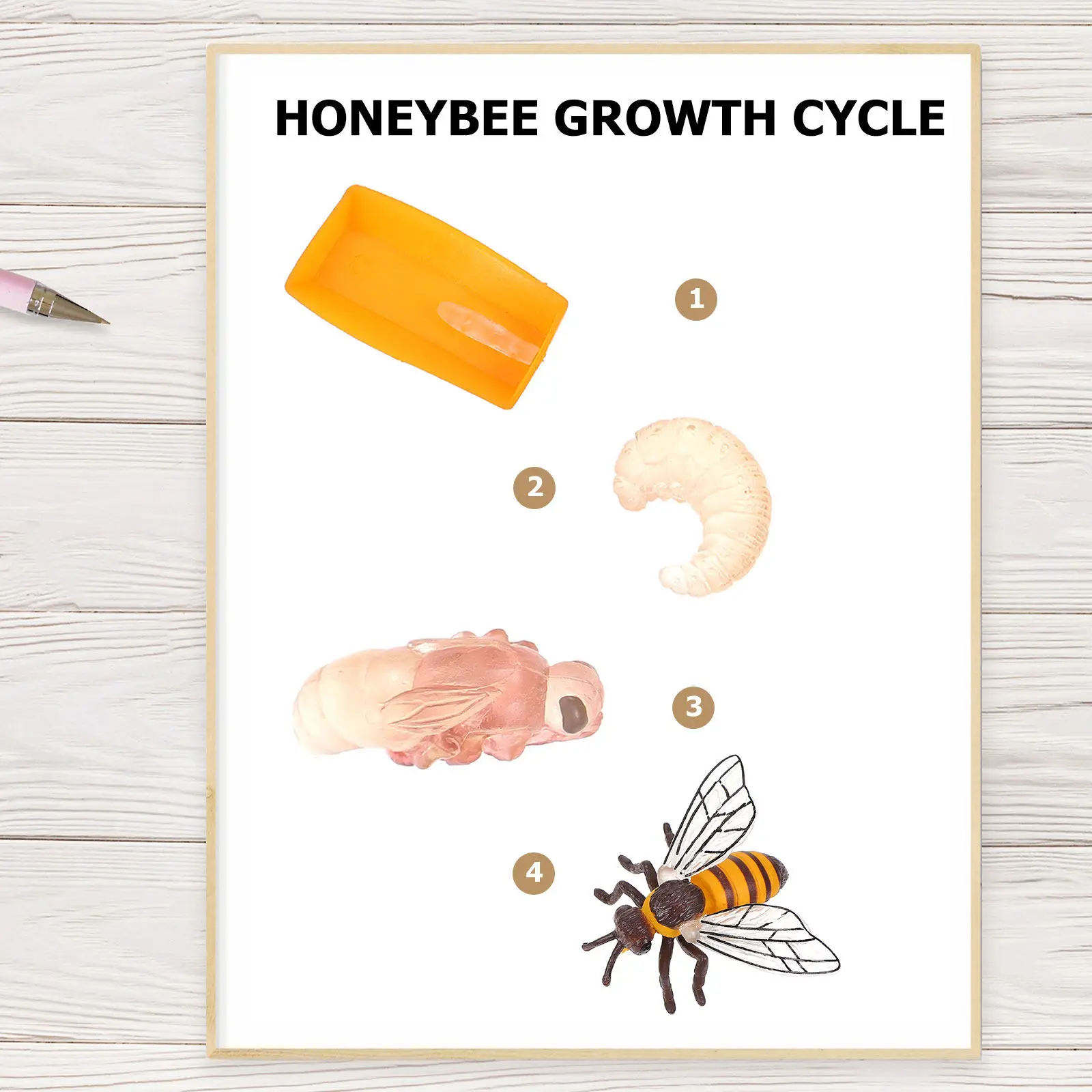 Insect Growth Cycle Educational Kit