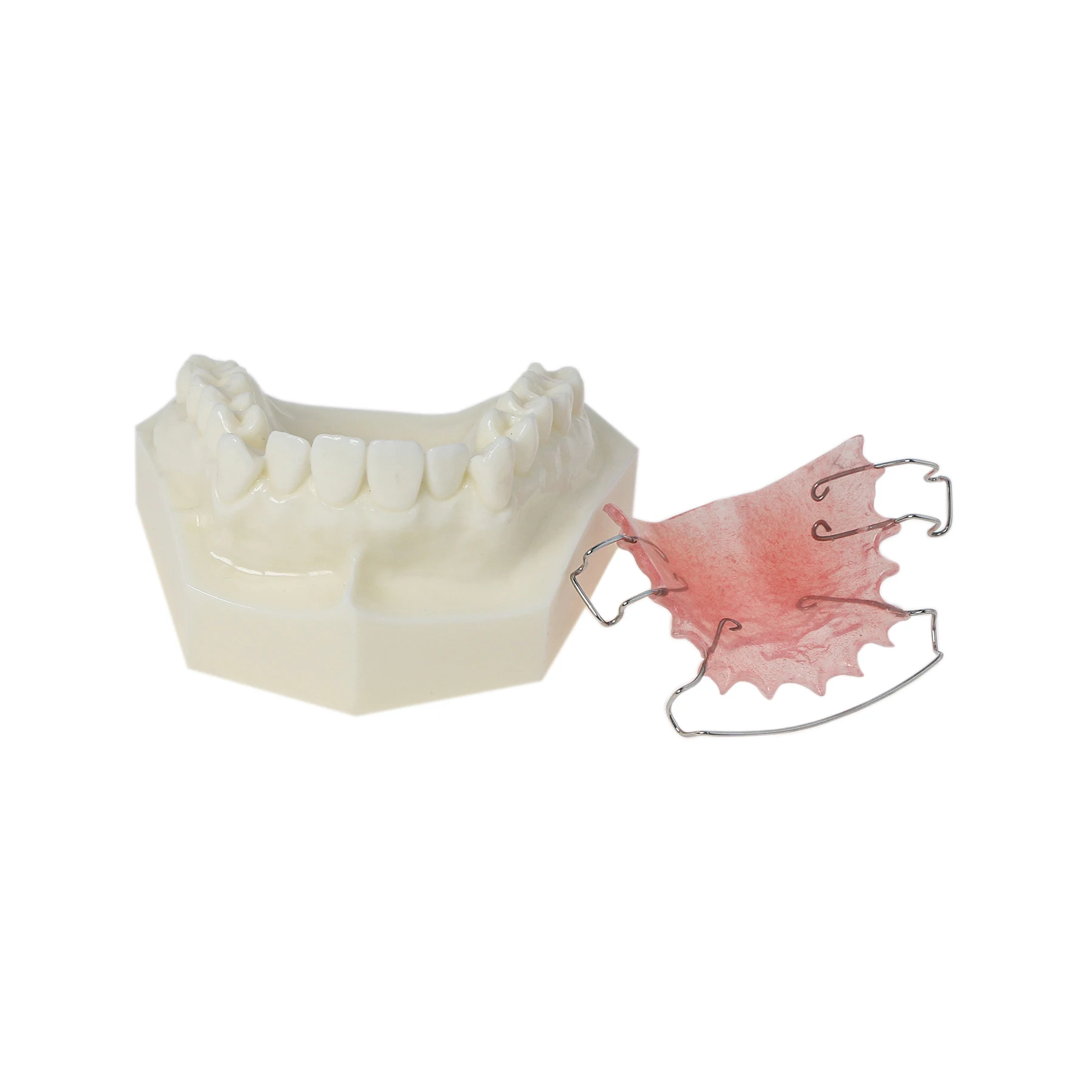 M3007 Dental Orthodontic Teeth Model With Hawley Retainer Study Teach Demo