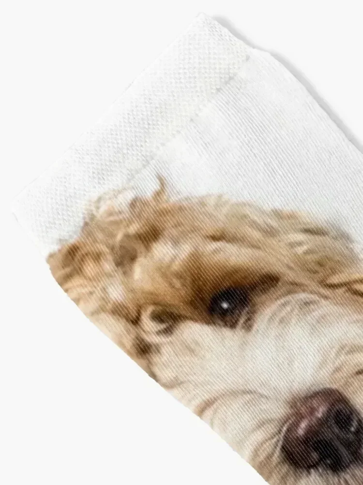 Goldendoodle Golden Background Photo Collage Socks Toe sports new in's floor professional running Girl'S Socks Men's