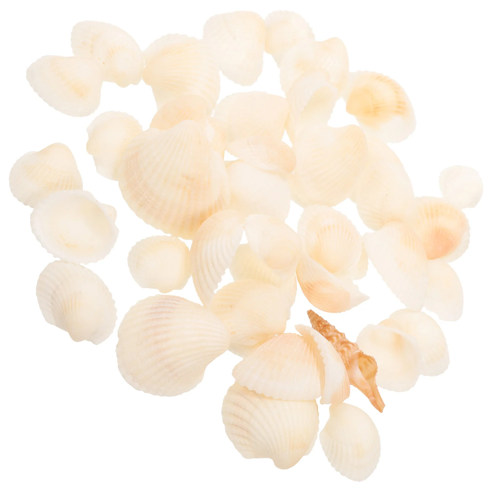 Home Decor Crafts Small Shells for Mini Embellishment Seashells Decorating Ornaments Trinkets