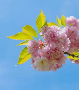 

For Makita 21V Series Electric Tool High Voltage Water Gun 21V 3000/6000/9000mah Lithium Battery