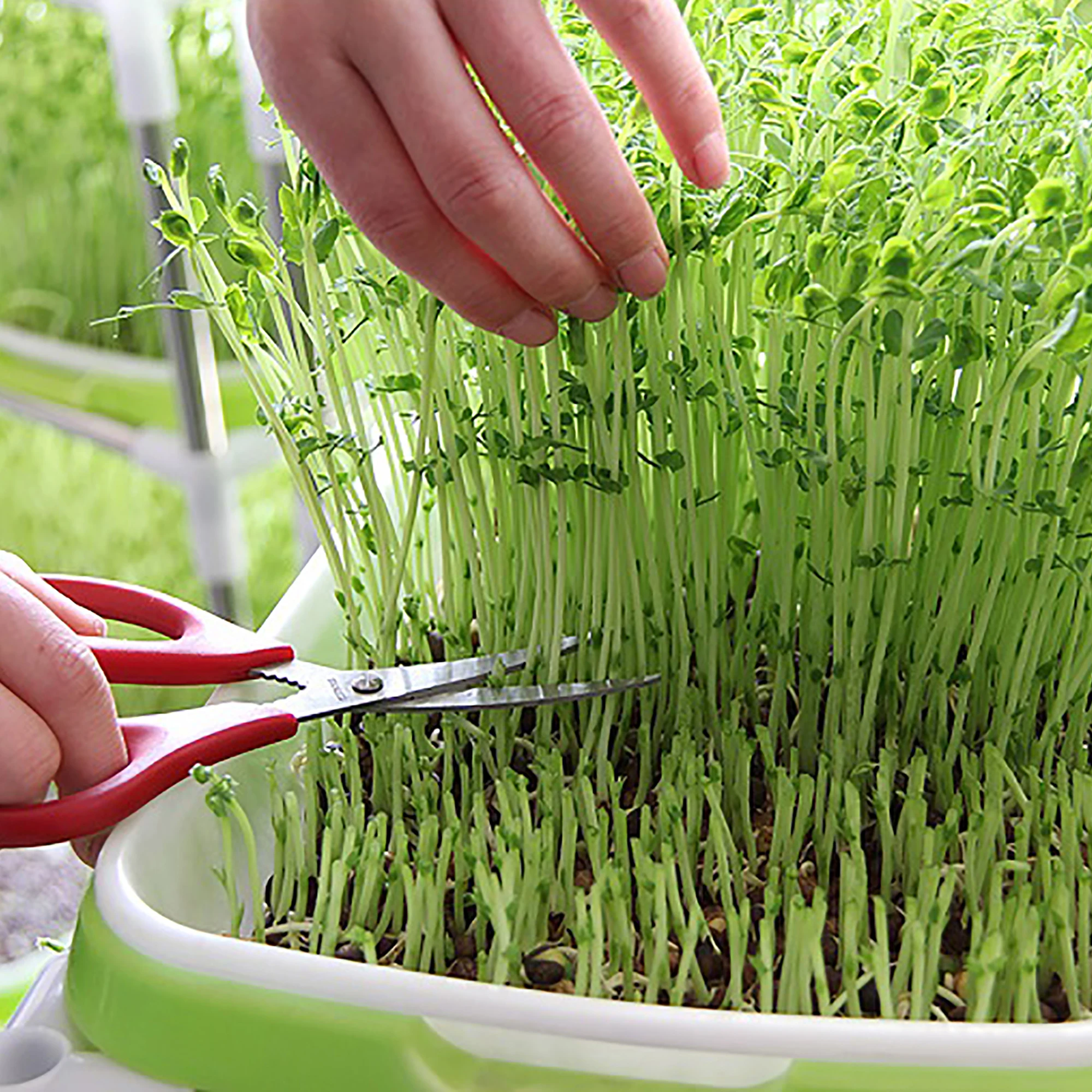 Bandeja de germinación de semillas, Kit de germinación sin suelo, hierba de gato, hierba de trigo, maceta de cultivo sin suelo