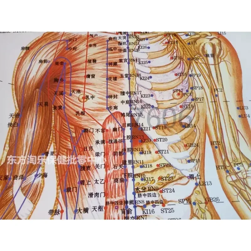

7pcs/3pcs/1pcs Meridians and Acupoint Chart Ear/hand/foot Reflective Zone Acupuncture Body Massage Therapy Use