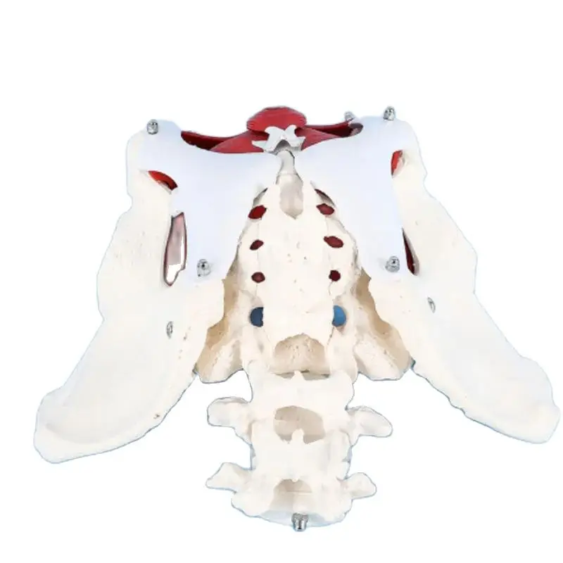 1:1 Life-sized Female Reproductive System Pelvic Floor Muscle Model Human Anatomy Bone Model