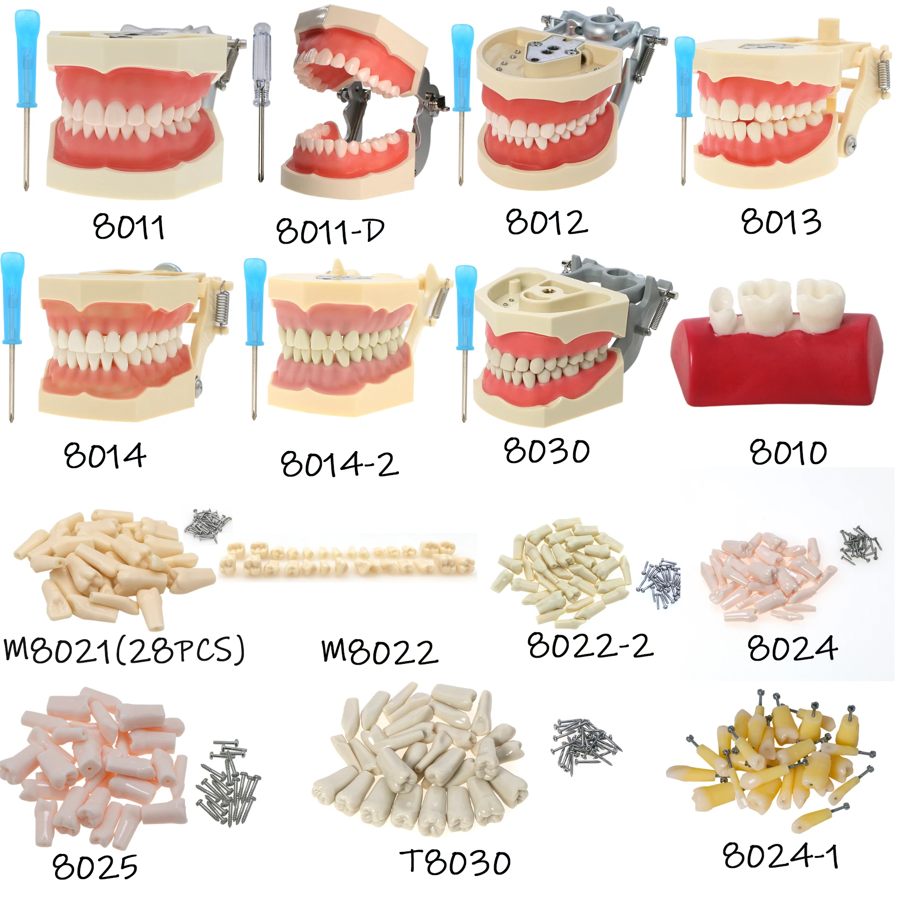 

Various Types of Dental Models Dental Teaching Models Research Orthodontic MovableTeeth Implant Models High-quality