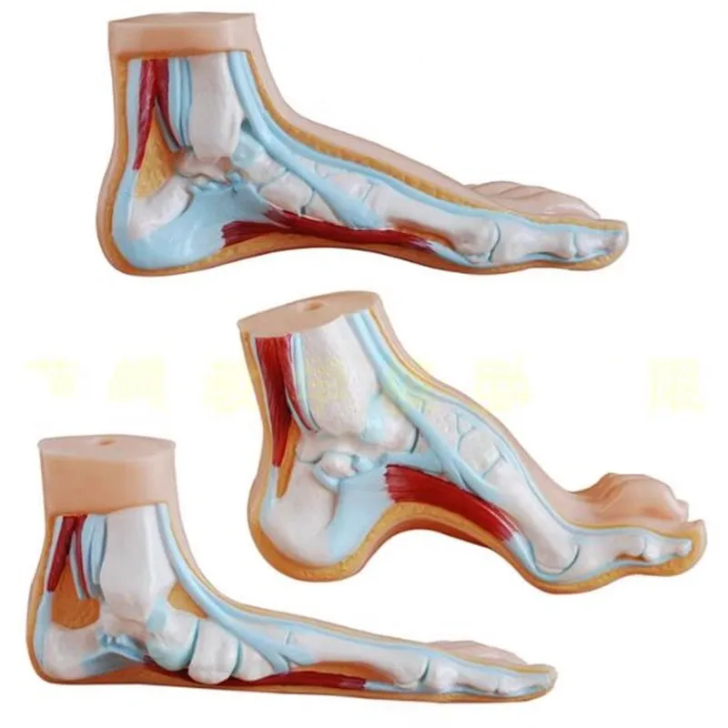 Foot model human foot palm muscle model arch foot model foot anatomy