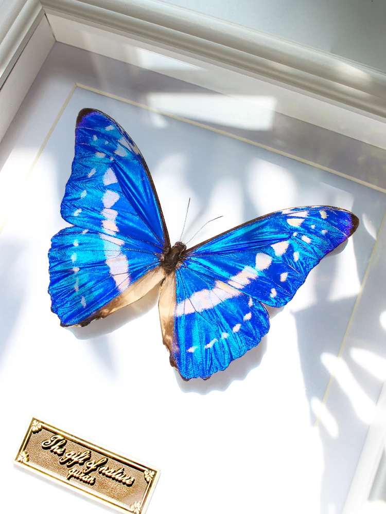 

Blue Swallowtail Specimen Decorative Artwork Rare High-End Insect Decoration for Home Fem Gift